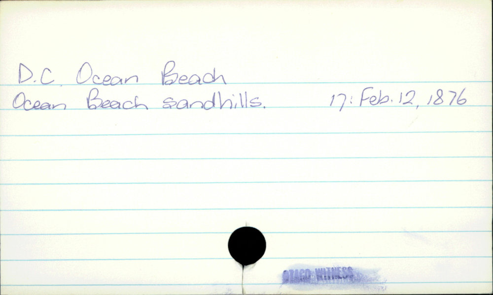 Dunedin City - Ocean Beach 