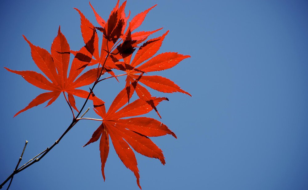 Red Leaves Blue Sky