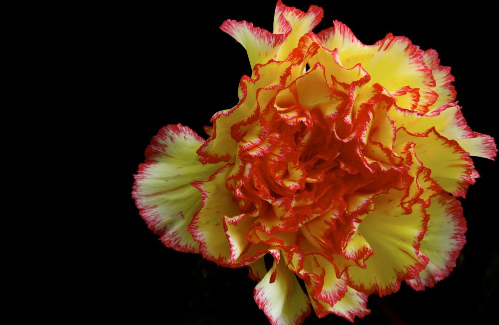 Heavenly Flower
