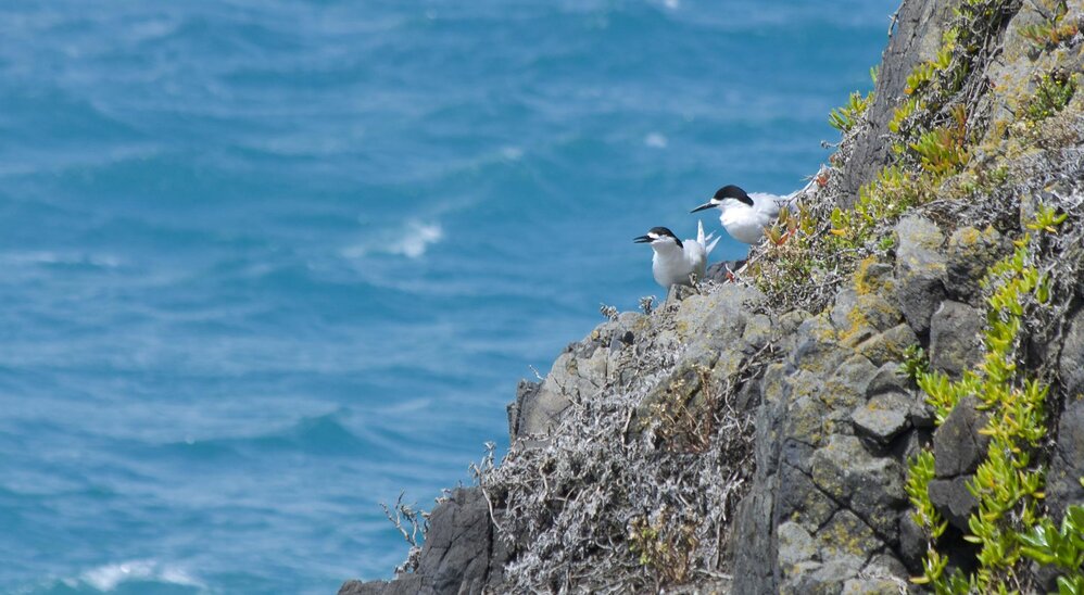 White-fronted Tern