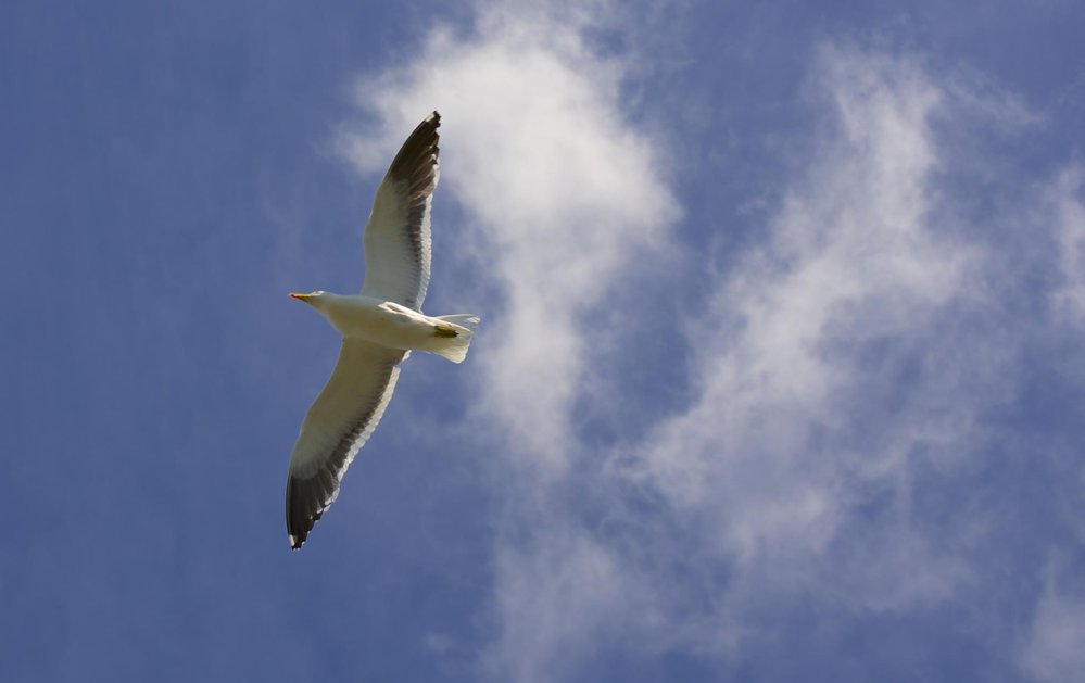 Fly above me