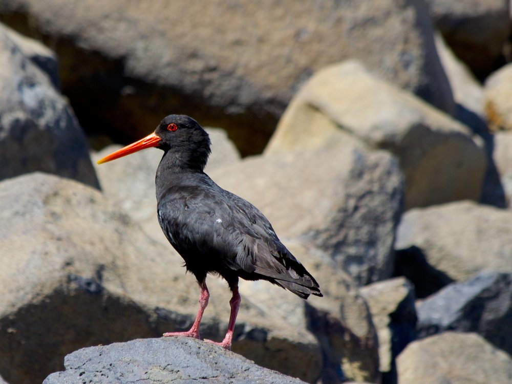 Oystercatcher