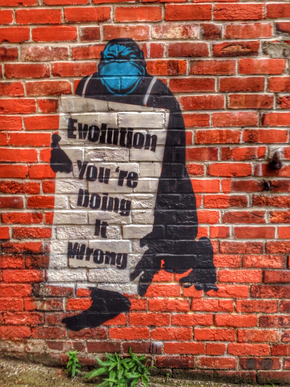 "Evolution, you're doing it wrong." #StreetArt in #Dunedin