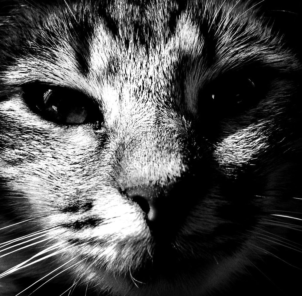 By night all cats are grey.