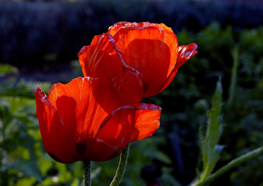 Poppies