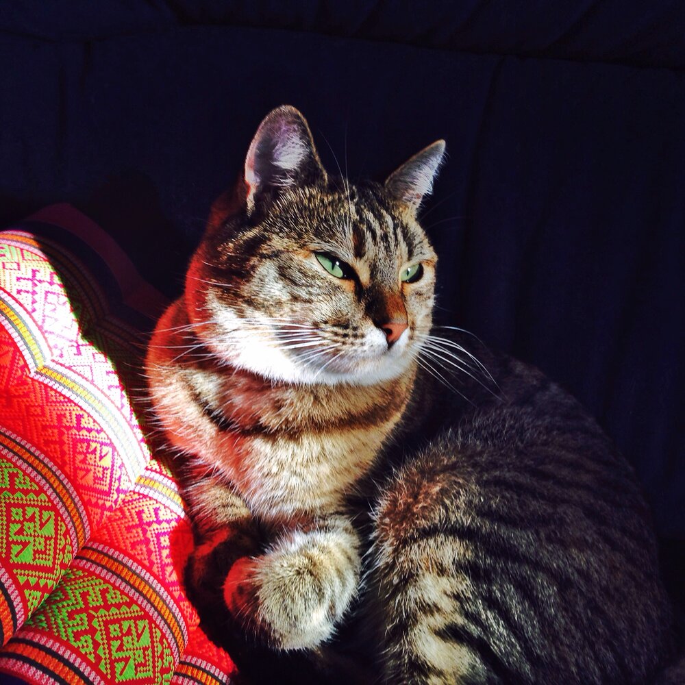 Face in the evening sun