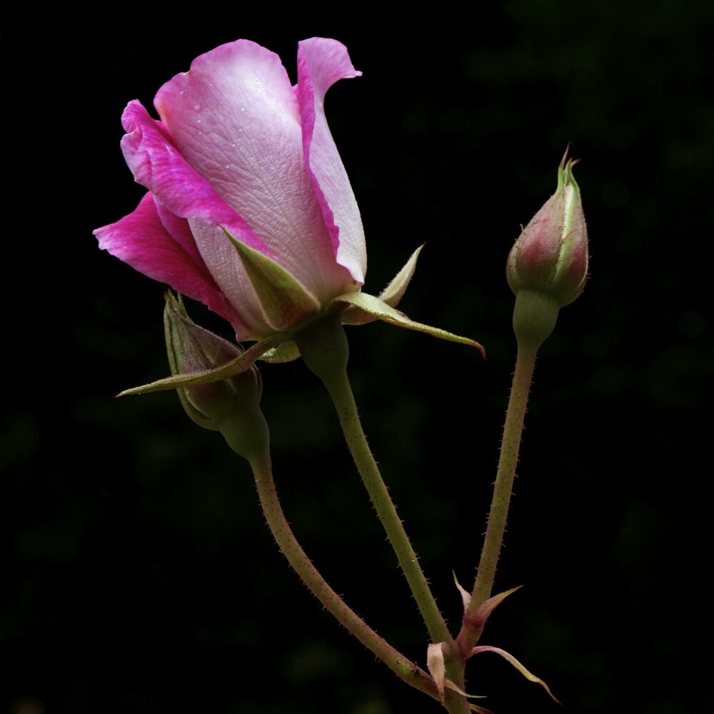 Rose - Beautiful