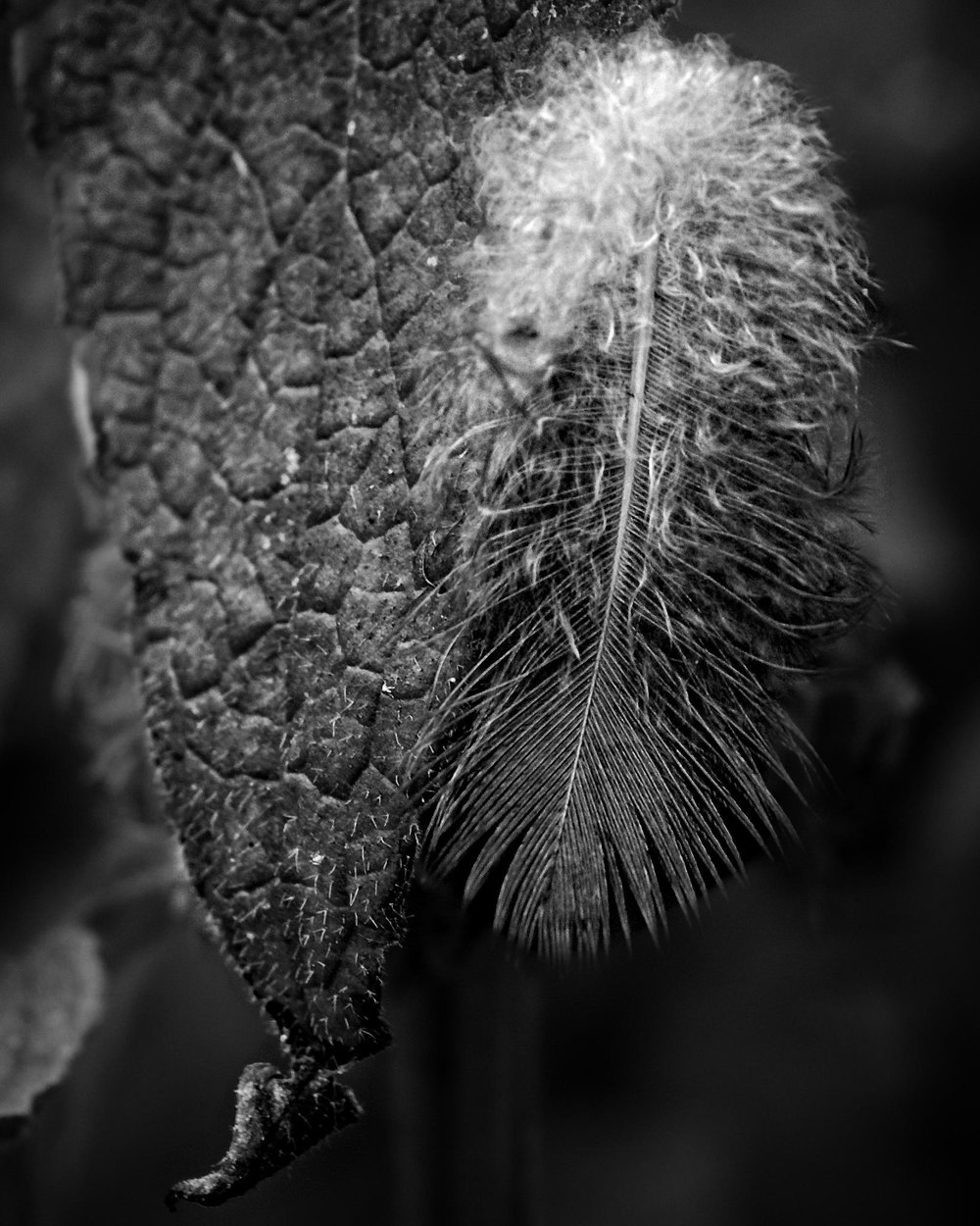 Feather and Leaf