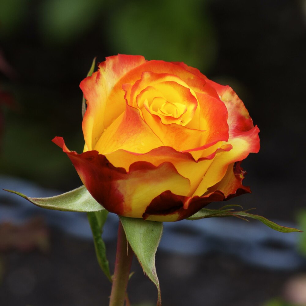 Rose and Chain