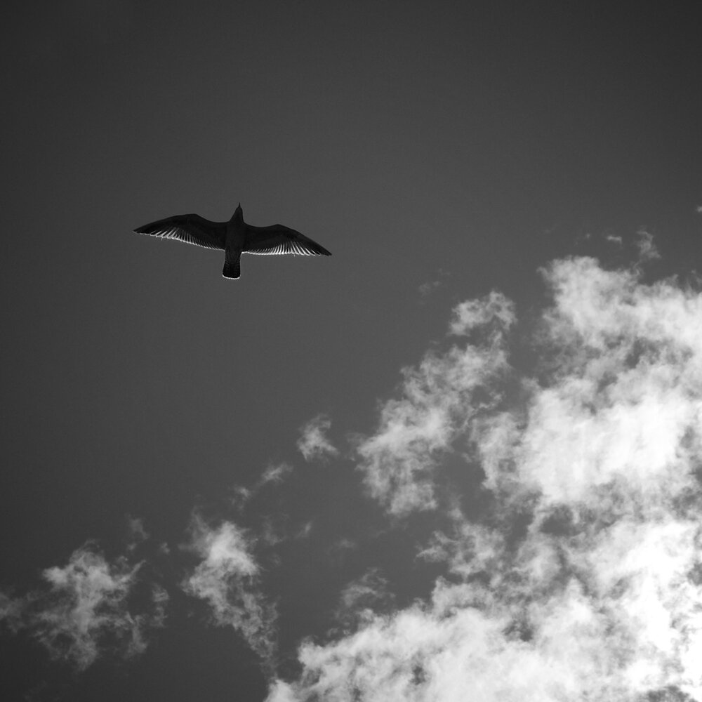 Outstretched wings