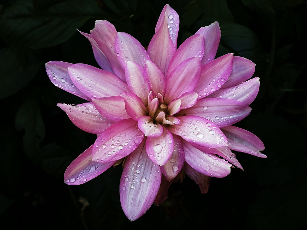 Dahlia after the rain