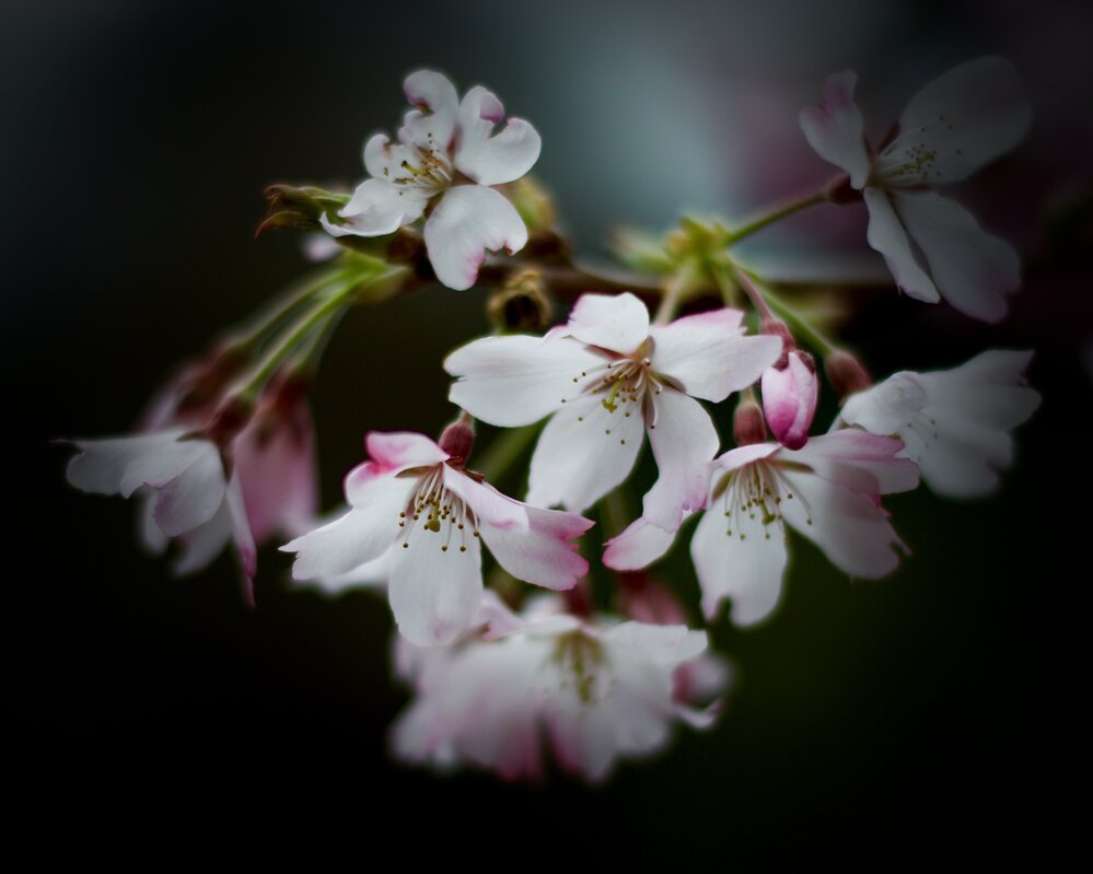 Softly into Spring