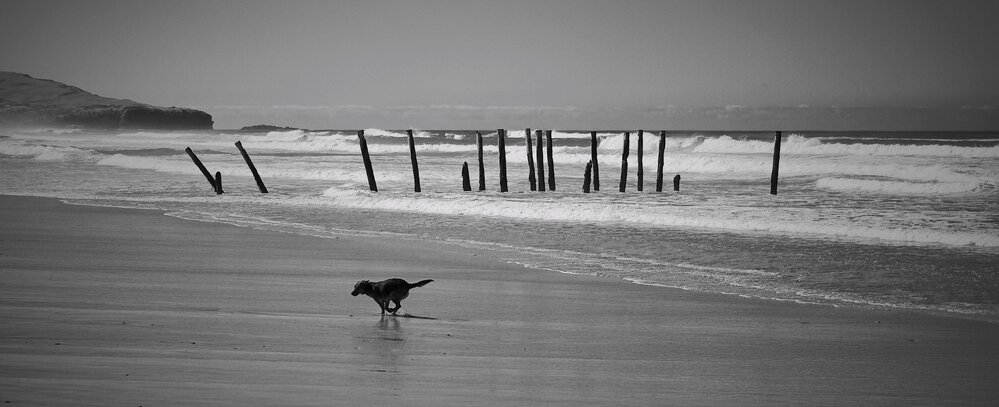 Dog on the beach