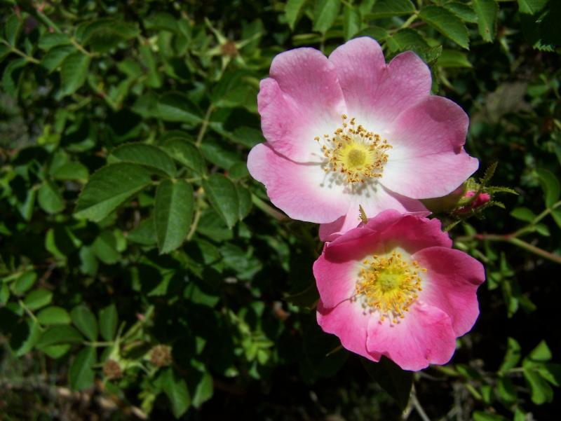 Briar Rose
