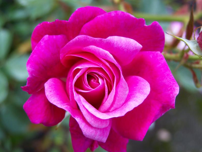 Rose "Moody Dream" McCready