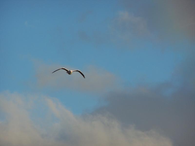 Flight