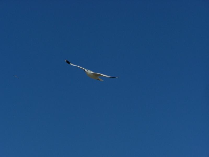 Seagull