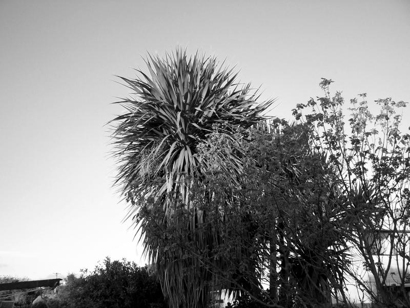 Cabbage Trees