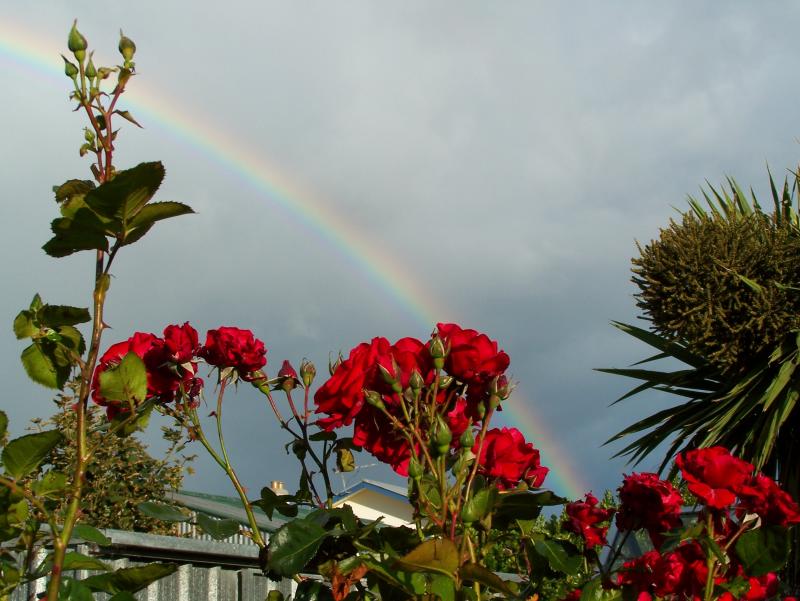 Rainbows and Roses
