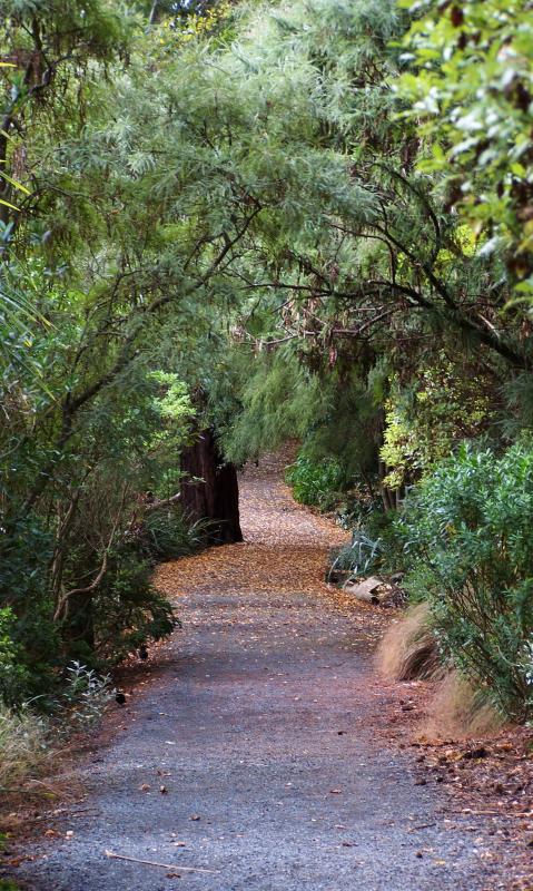 An Afternoon Walk