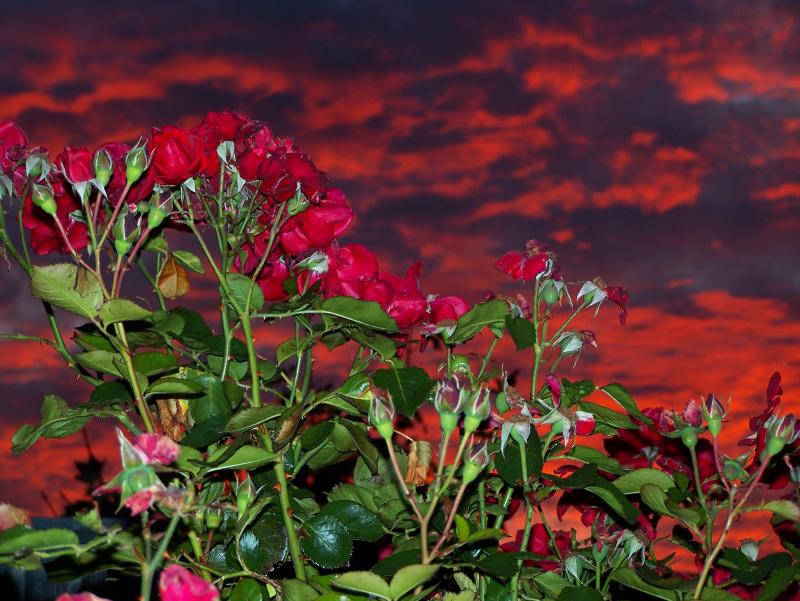 Red Sky Roses