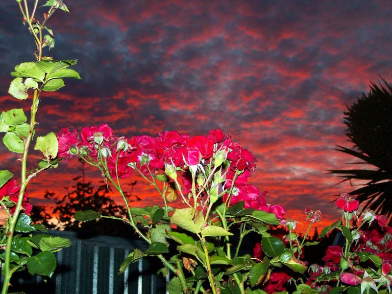 Red Sky Roses