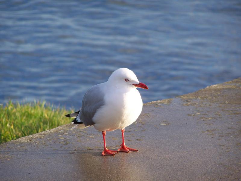 Seagull