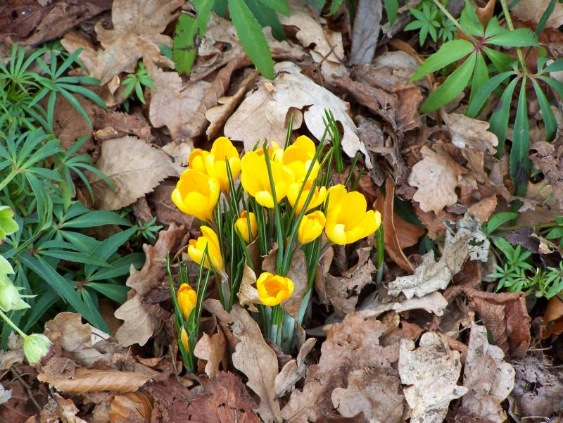 Cheerful Crocus