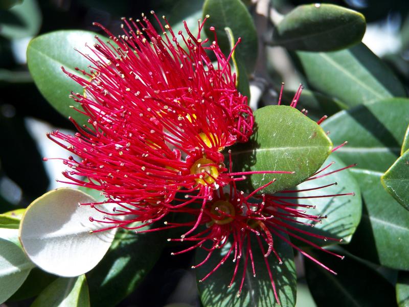 Rata Flower