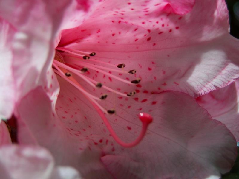 Rhododendron
