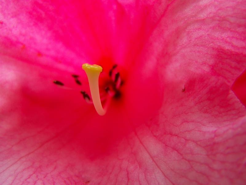 Rhododendron Close-up