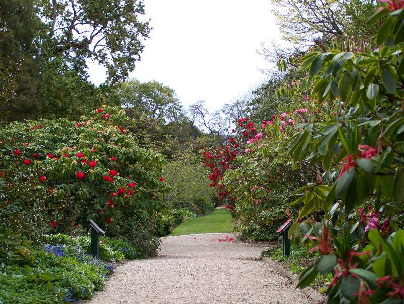 Rhododendron Path