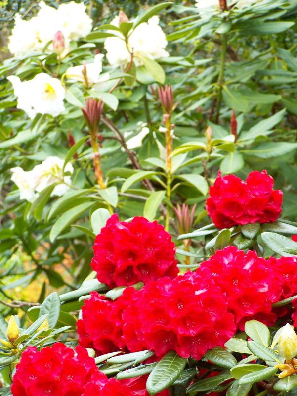 Rhododendron 5