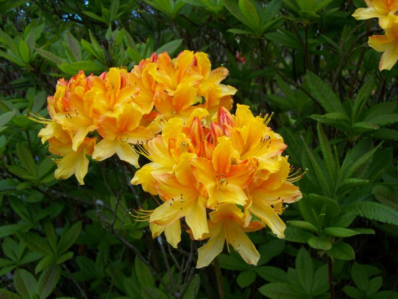Rhododendron 