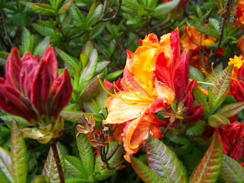 Rhododendron Fire