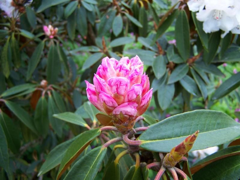 Rhododendron 