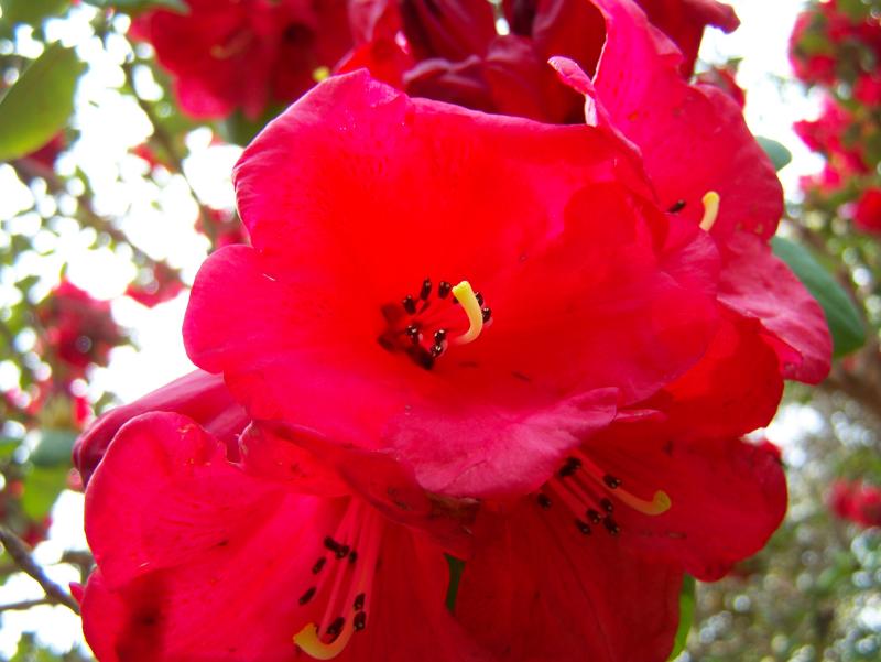 Rhododendron 