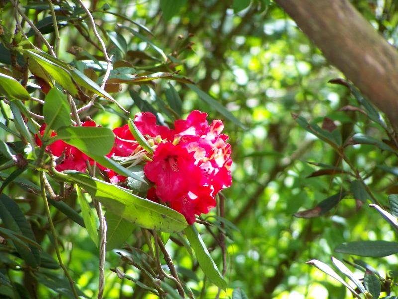 Rhododendron 