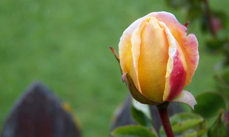 A Rose by Any Other Name