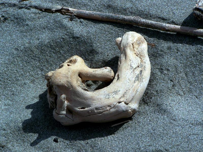 Driftwood