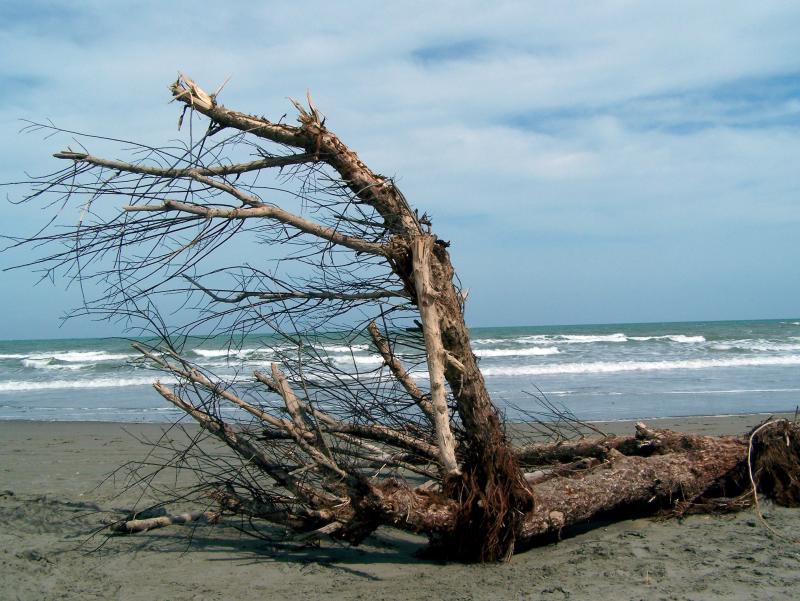 Driftwood Tree
