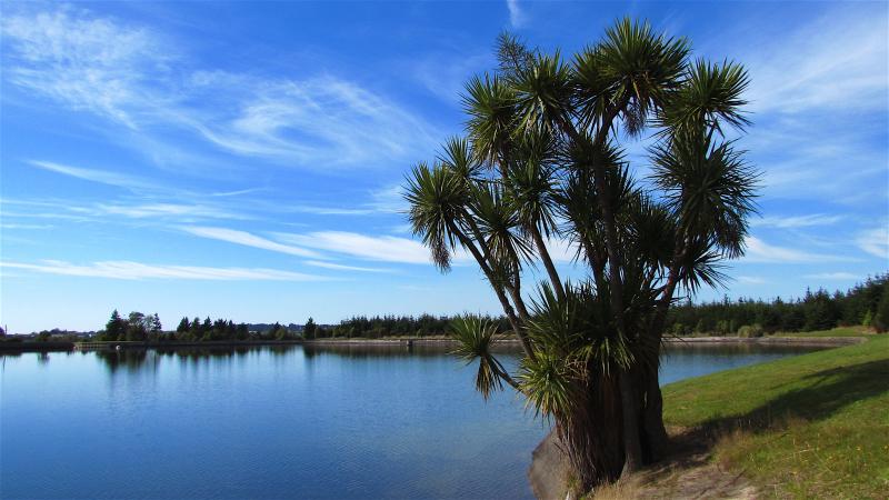 Cabbage Tree