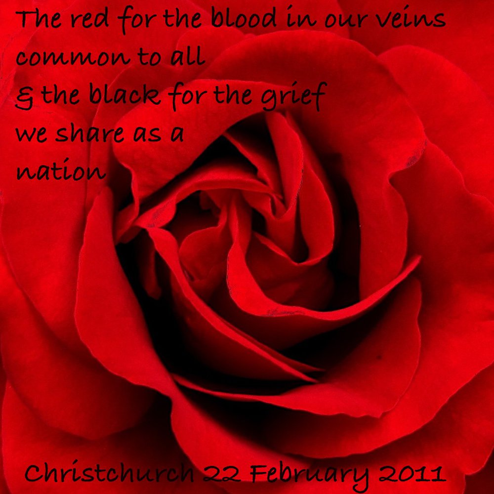A Rose For Christchurch