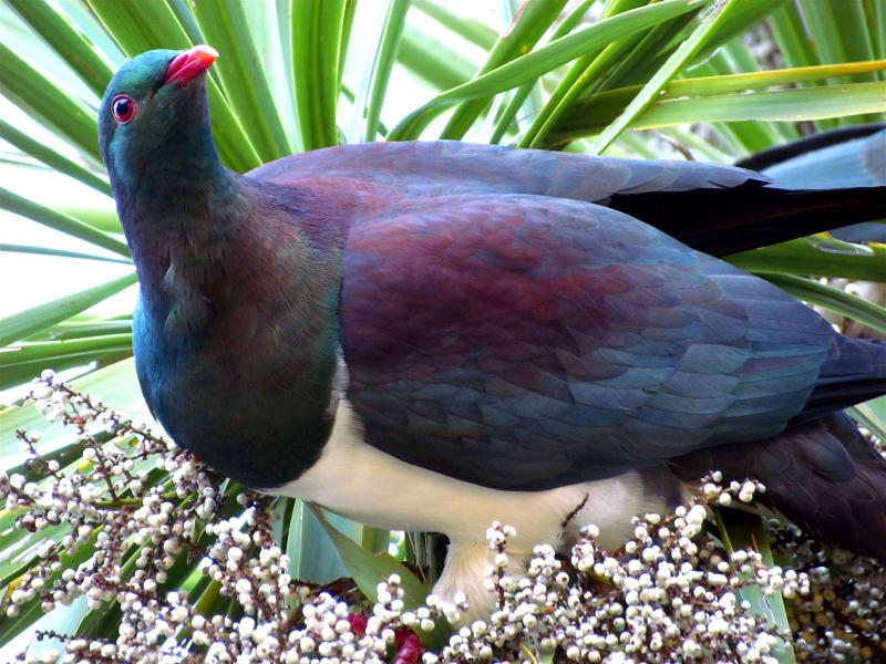 Kereru