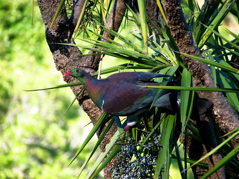 Kererū