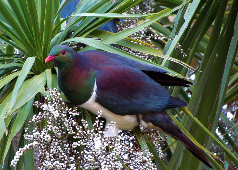 Kererū