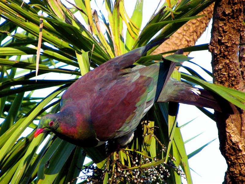 Kererū