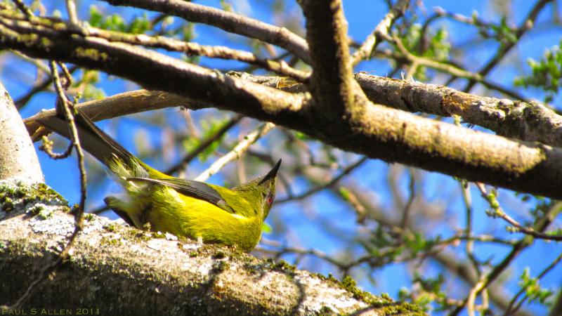 Bellbird/korimako