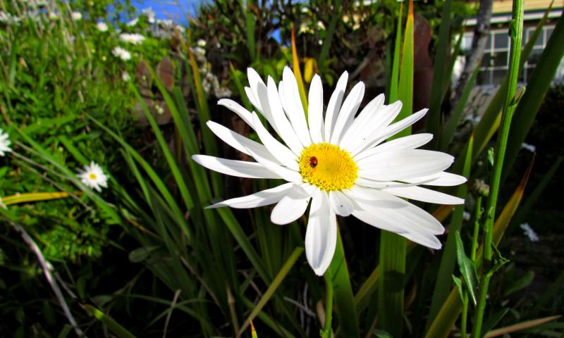 A Ladybird on a Daisy