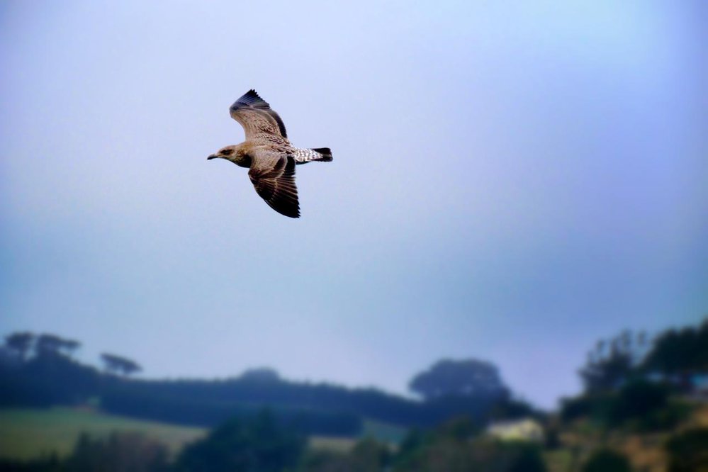 Juvenile black backed gull (1)